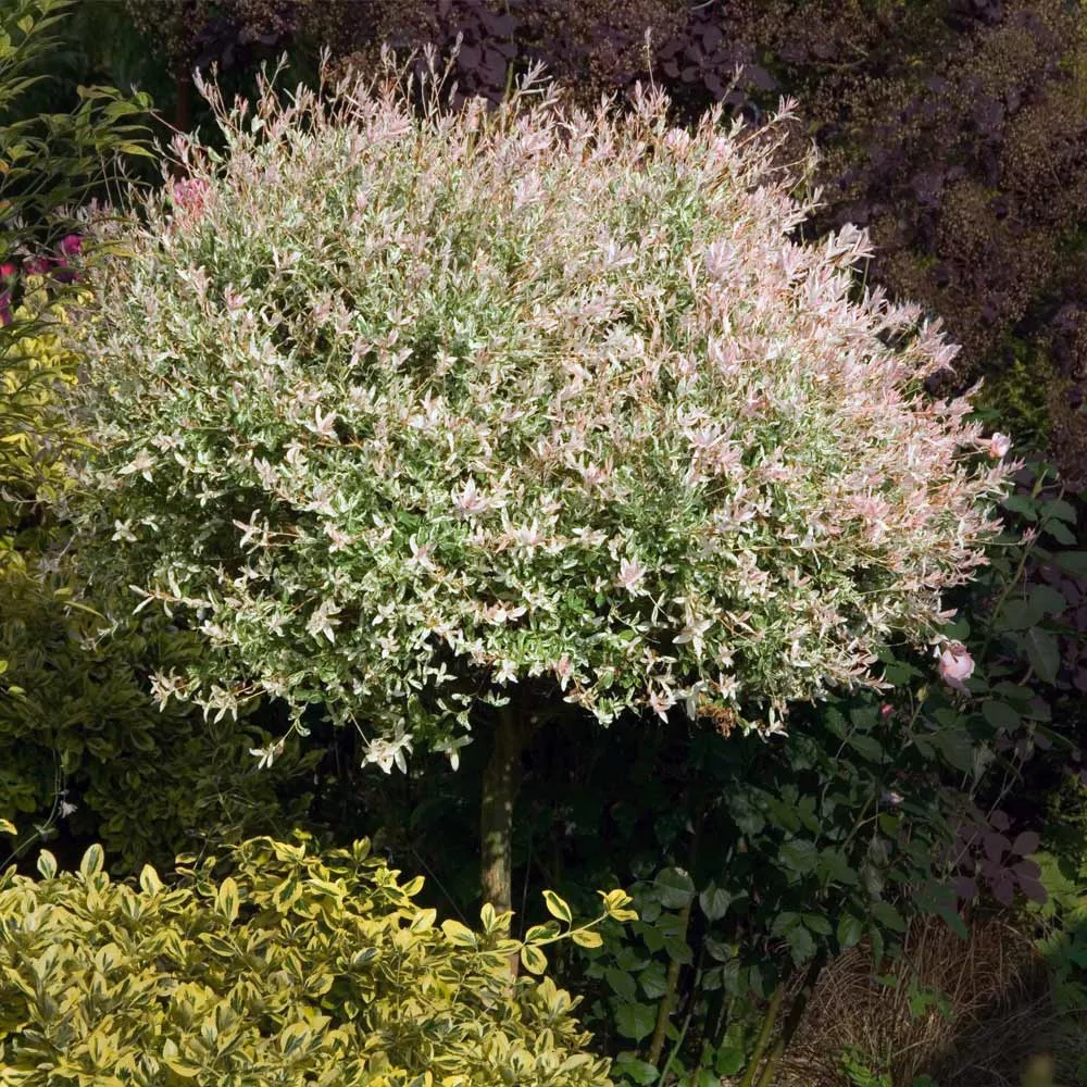 Tri Color Willow Tree