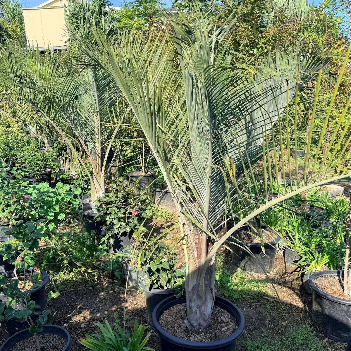 Triangle Palm