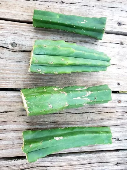 Trichocereus Pachanoi (San Pedro Cactus) – 6″ Center Plant Cutting