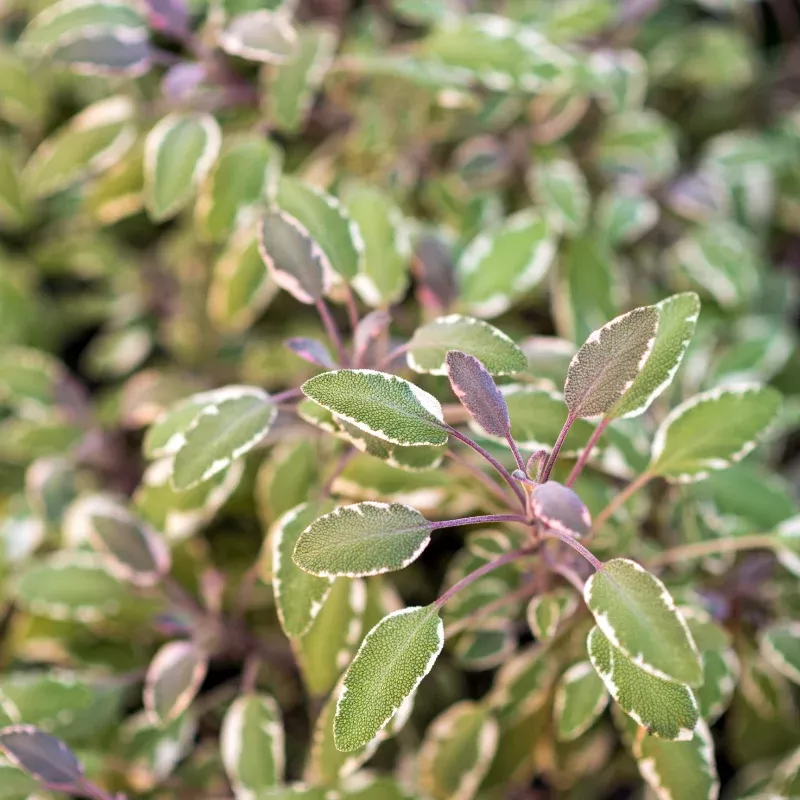 Tricolor Sage Plant Plug (Salvia officinalis 'Tricolor') – Ornamental & Culinary Herb