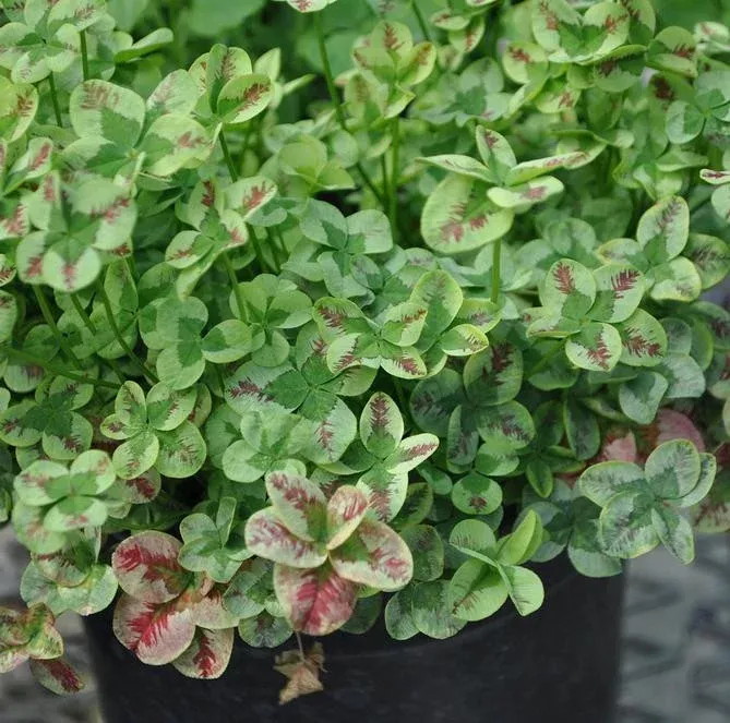 Trifolium 4 Luck 'Red Stripes'