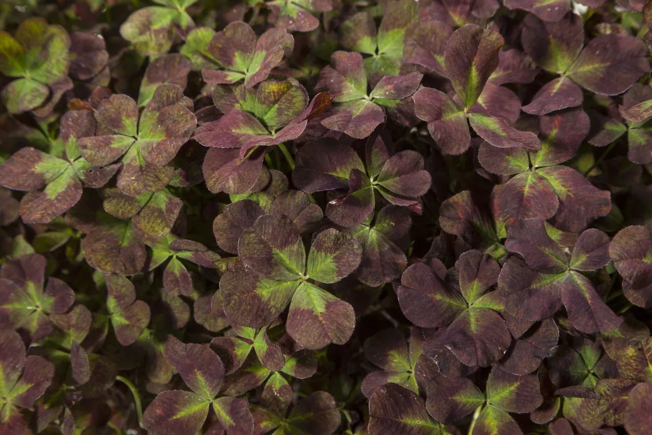 Trifolium repens '4 Luck Coco Mint'