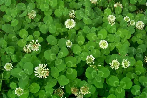 Trifolium repens