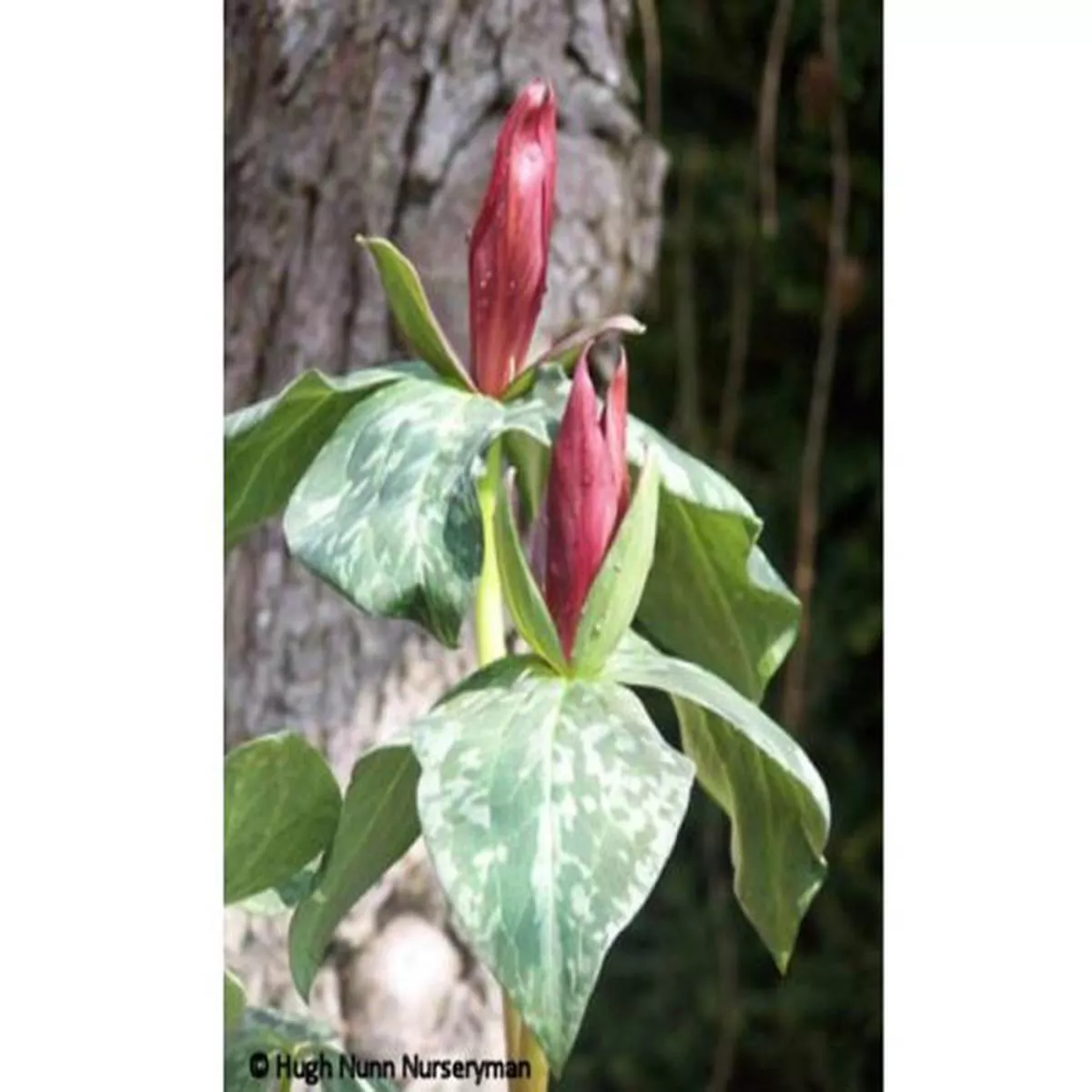 Trillium cunetumSweet Betsy