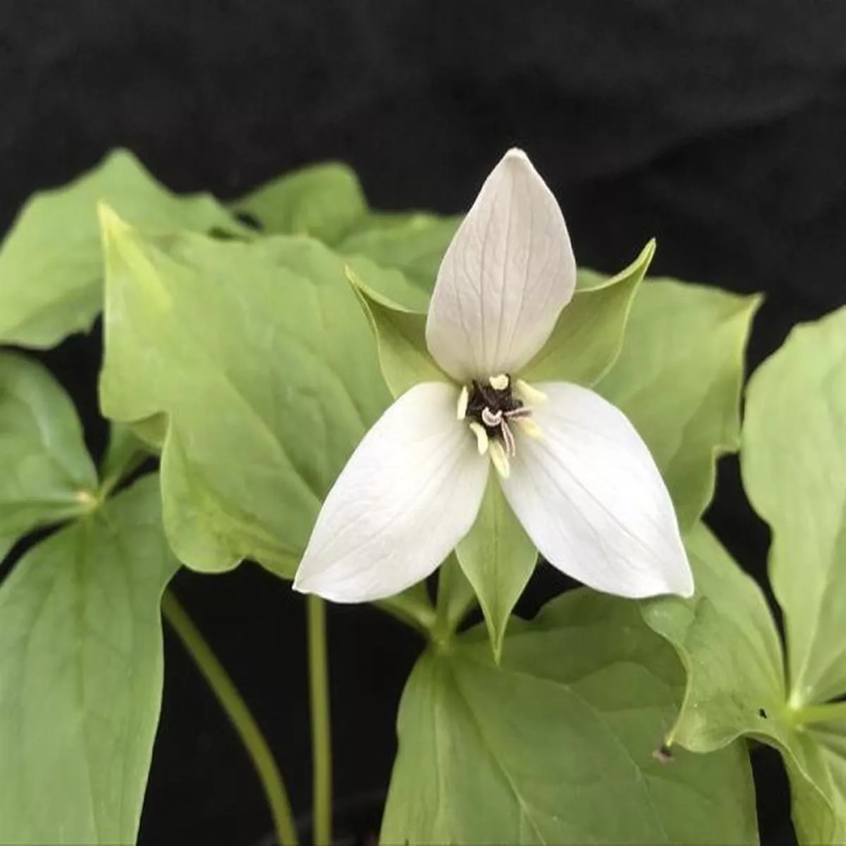 Trillium erectum album Harvington CloneAmerican Wake Robin
