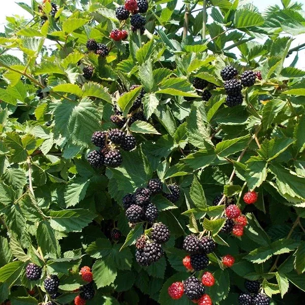 Triple Crown Blackberry