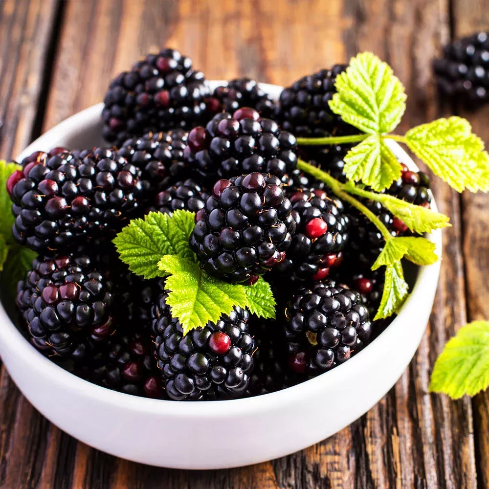 Triple Crown Thornless Blackberry Bush