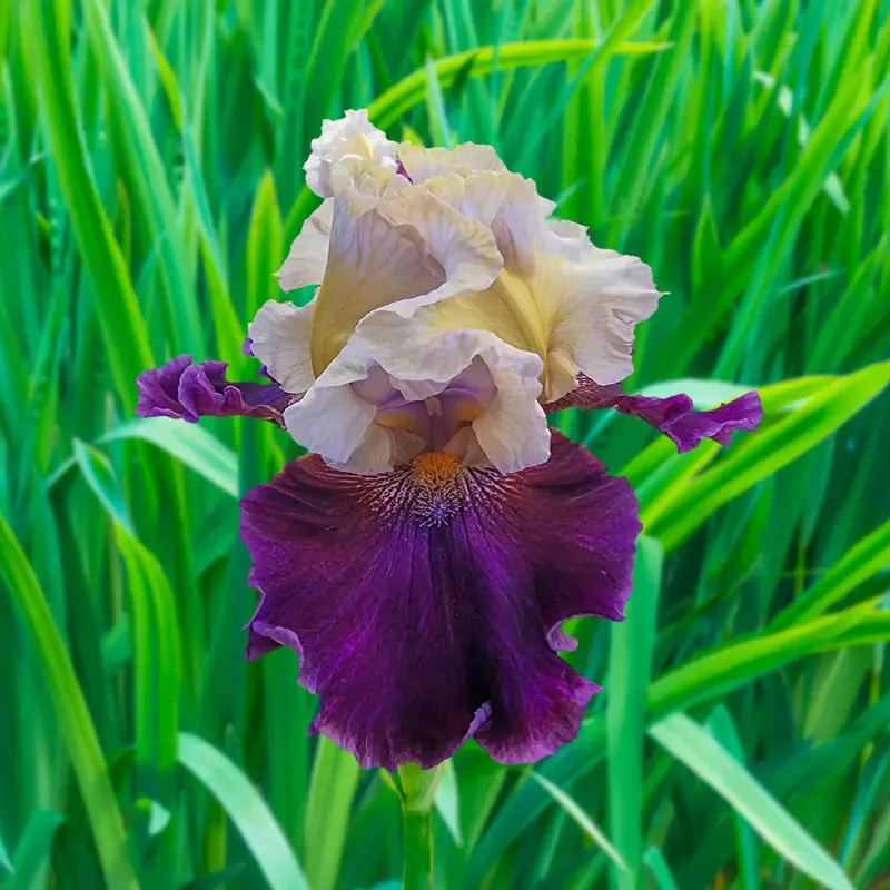 Triple Dip Reblooming Bearded Iris