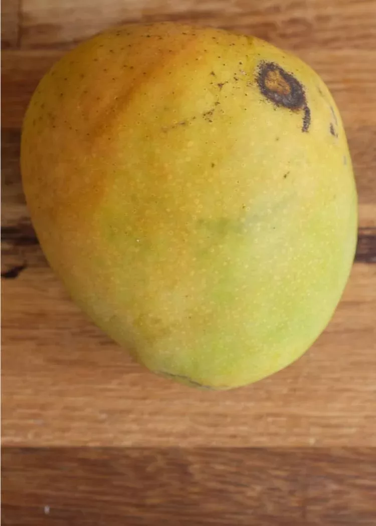 Triple Sec Mango Tree