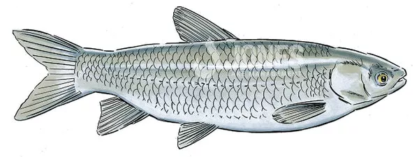 Triploid Grass Carp 8-10"