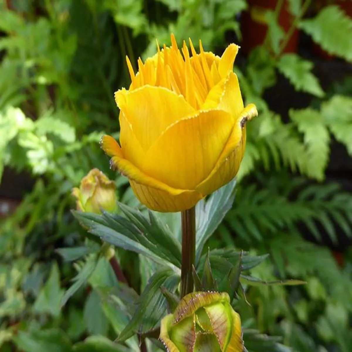 Trollius chinensis 'Golden Queen'