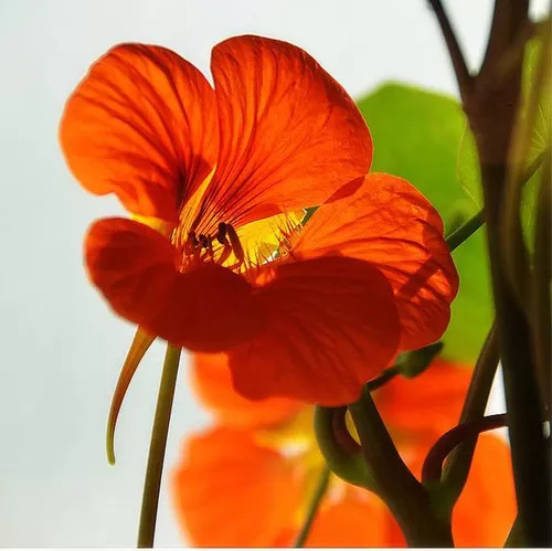 Tropaeolum majus