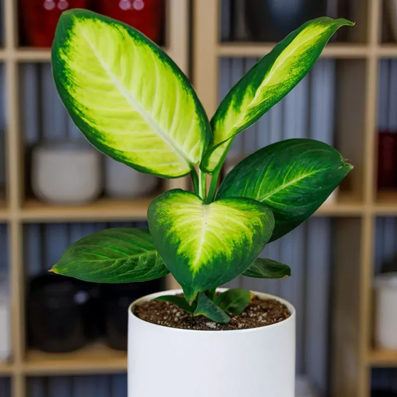 Tropic Marianne Dieffenbachia Plant Plug (Dieffenbachia 'Tropic Marianne') – Large Variegated Leaves. Perfect for Low-Light Indoors.