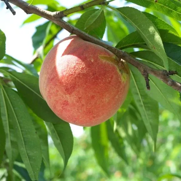 Tropic Snow Peach