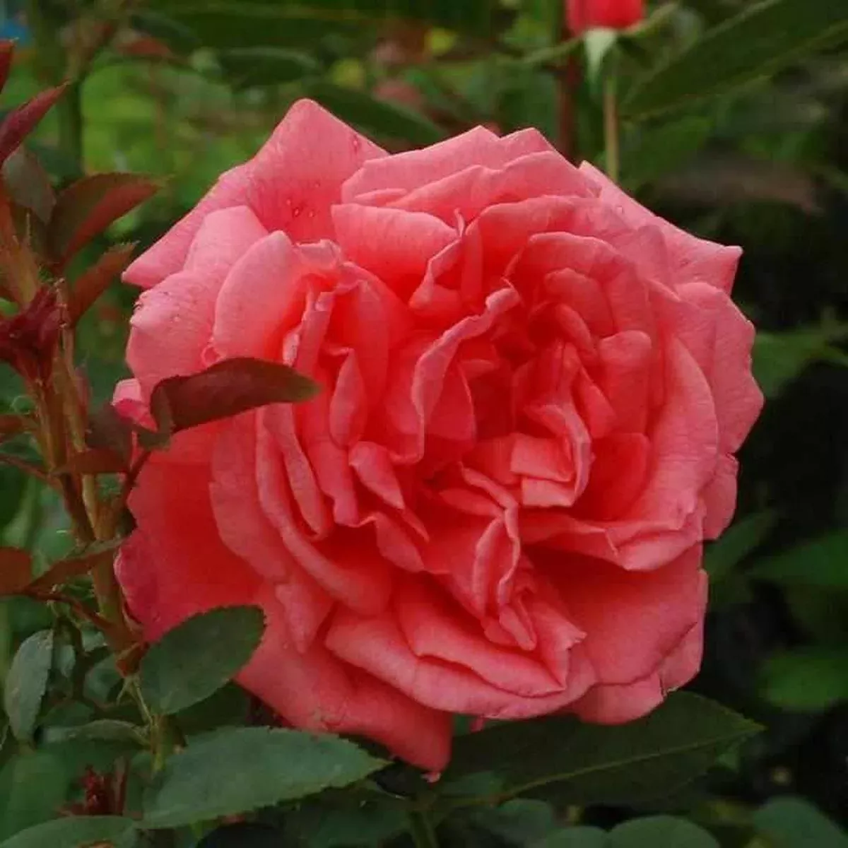 Tropicana Hybrid Tea Rose