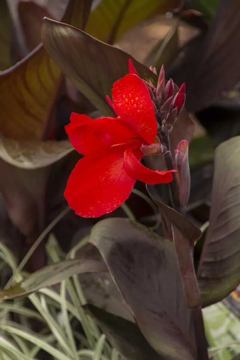 Tropicanna Black Canna
