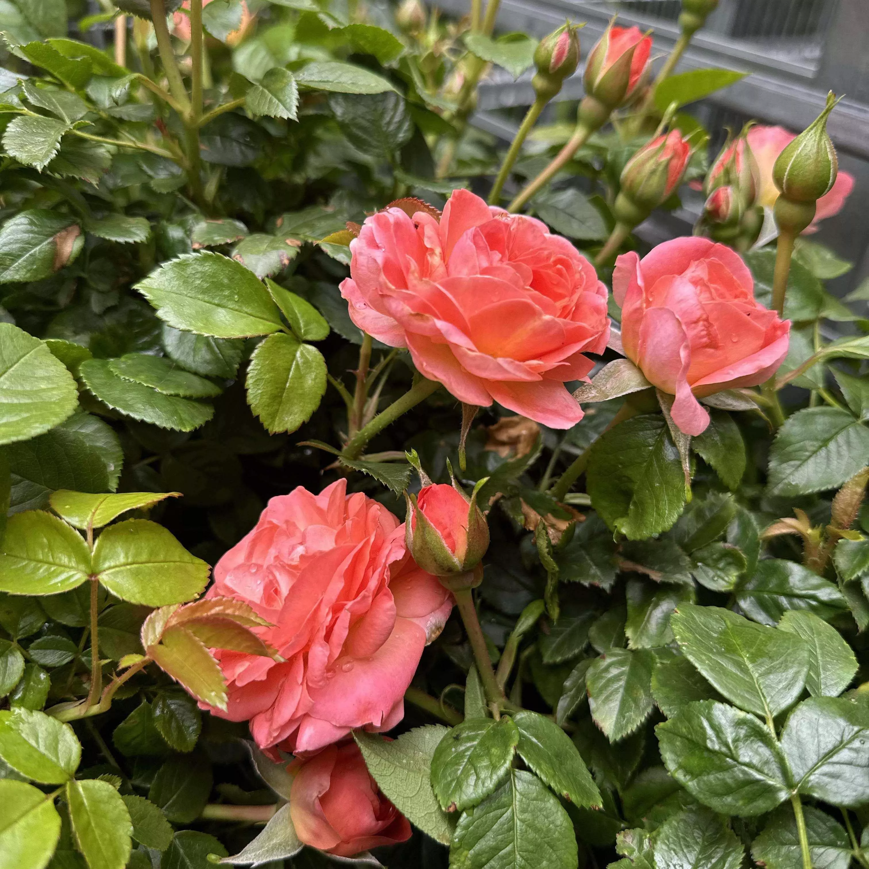 True Bloom True Crush Rose