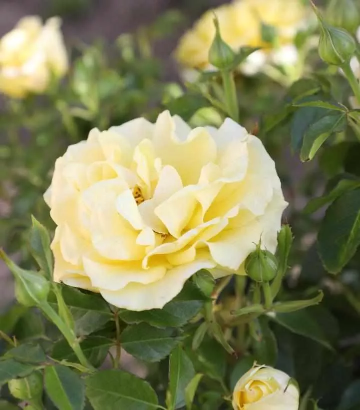 True Bloom True Darling Floribunda Rose