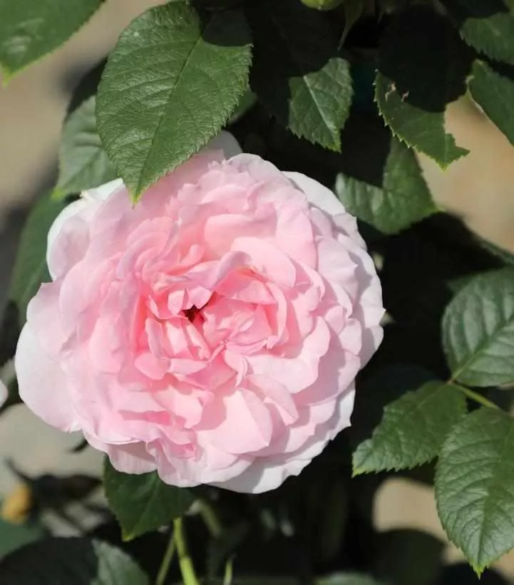 True Bloom True Devotion Climbing Rose