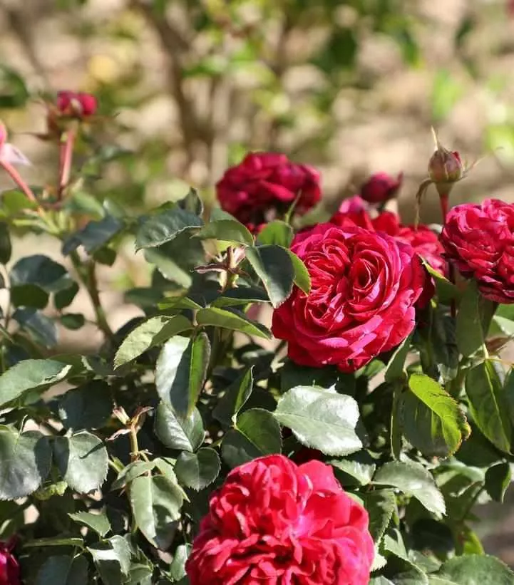 True Bloom True Endearment Rose
