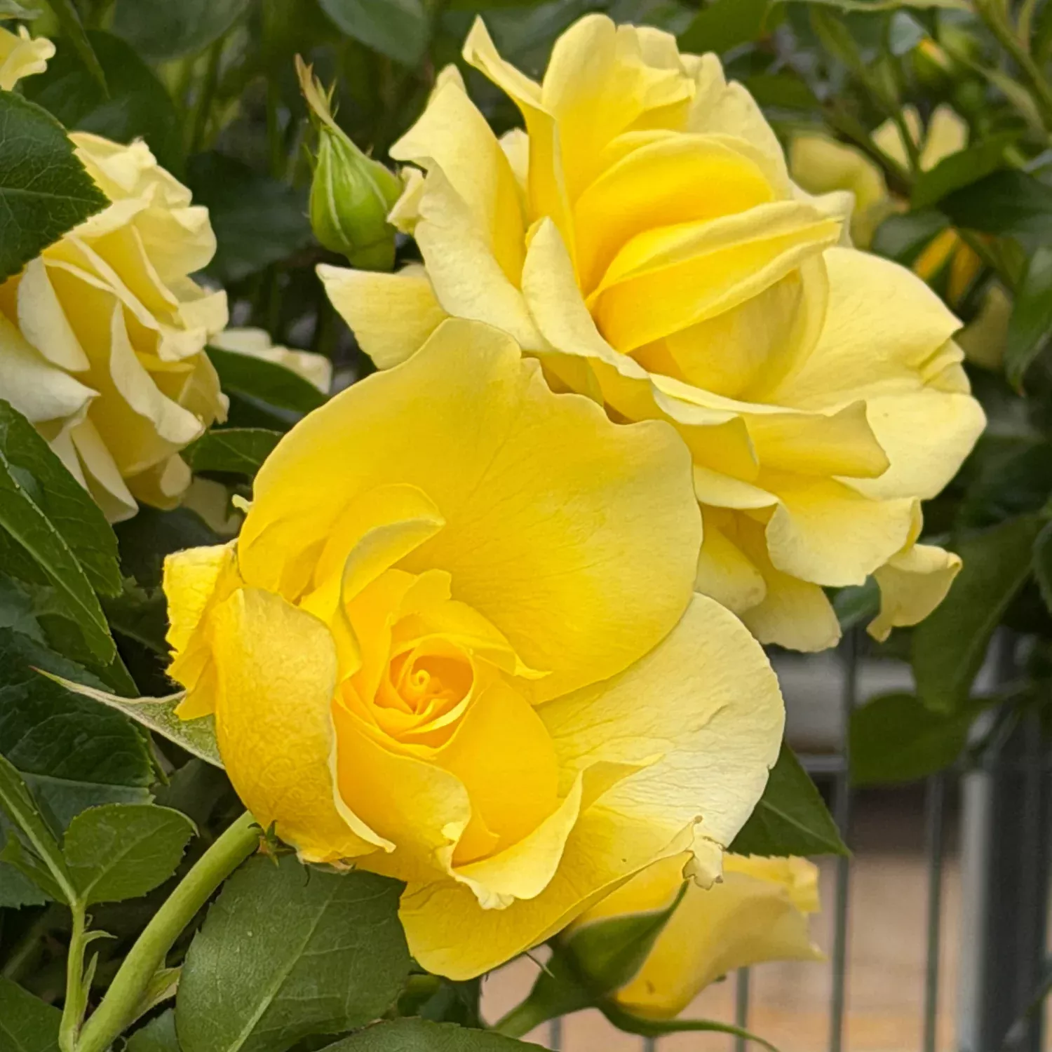 True Bloom True Friendship Floribunda Rose