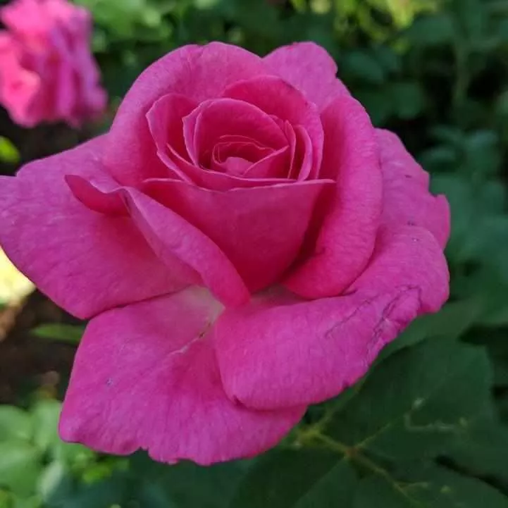 True Bloom True Gratitude Climbing Rose