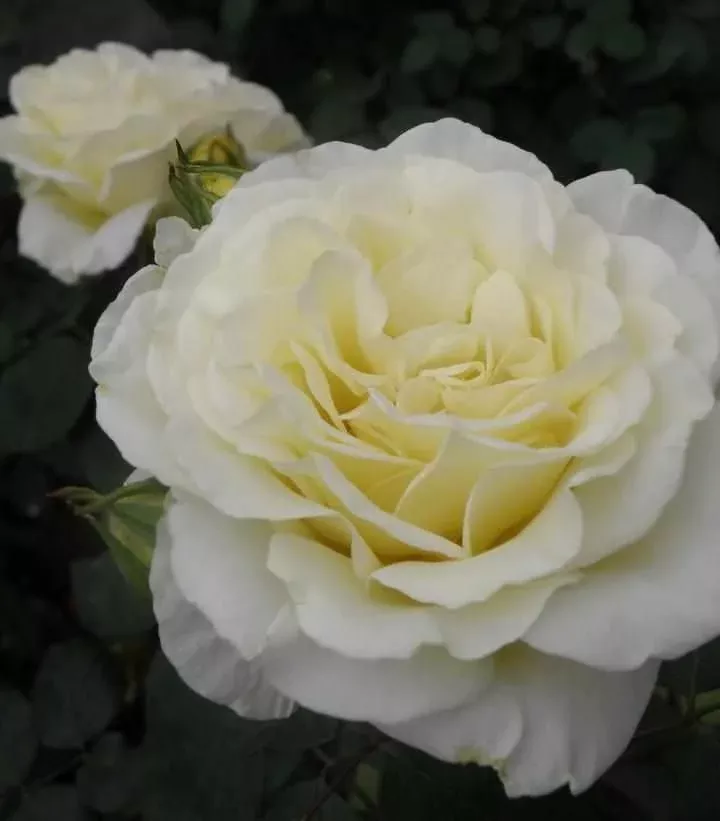 True Bloom True Kindness Hybrid Tea Rose