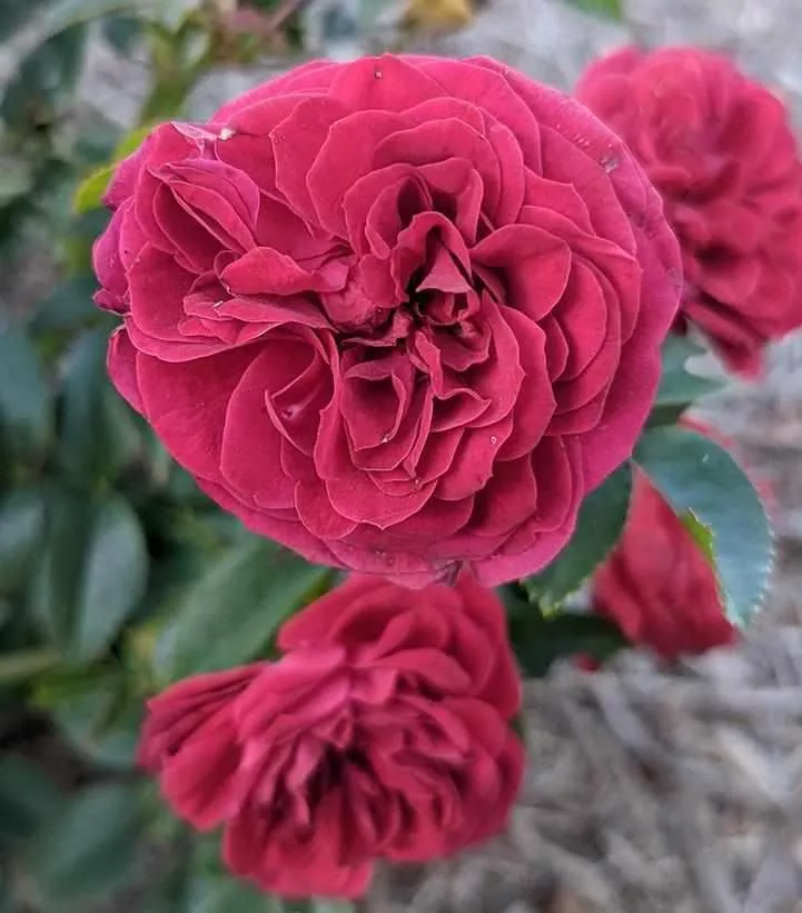 True Bloom True Love Tea Rose