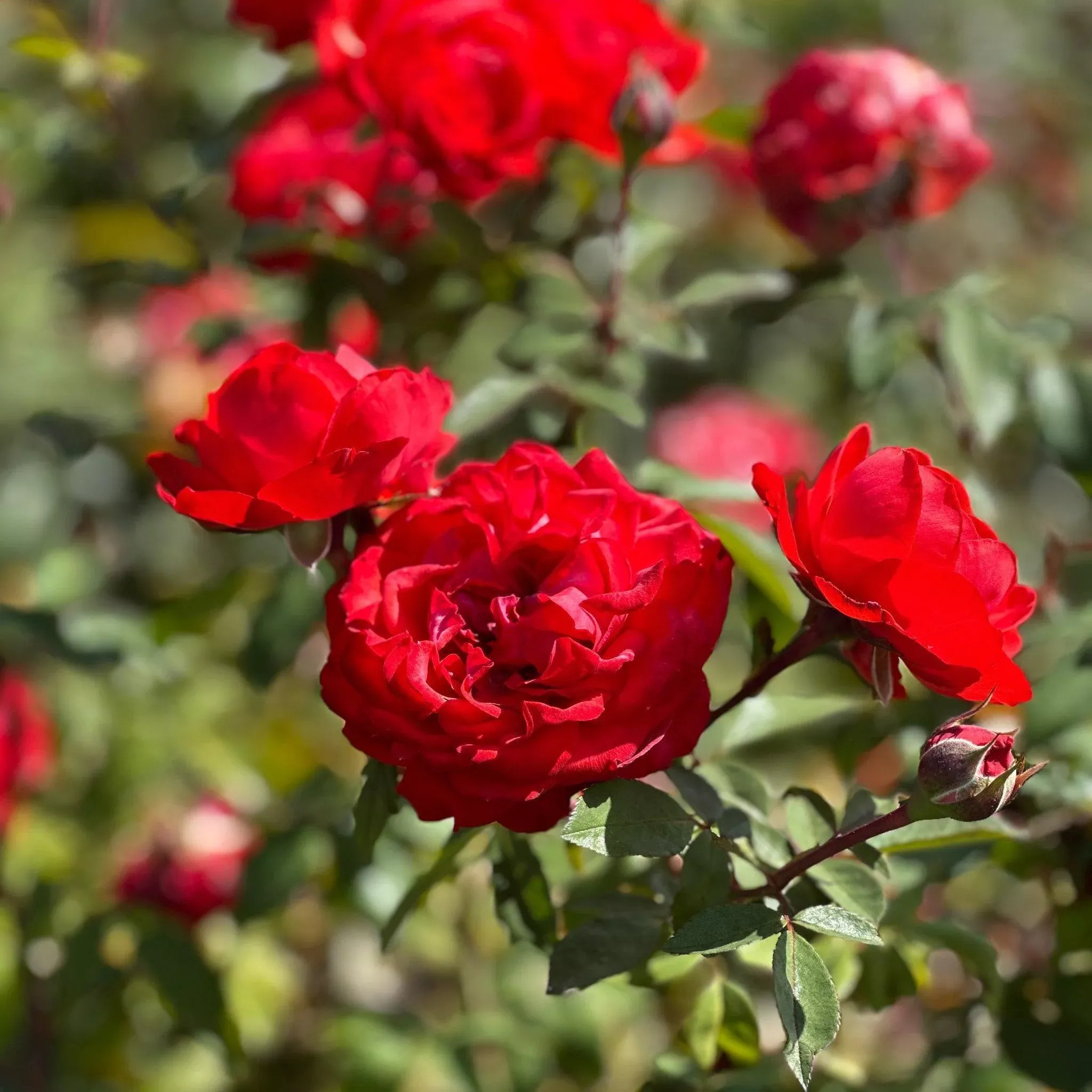 True Bloom™ True Passion Hybrid Tea Shrub Rose