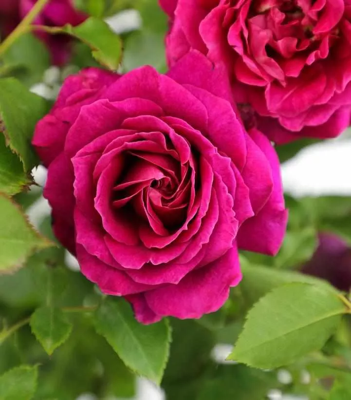 True Bloom True Serenity Floribunda Rose