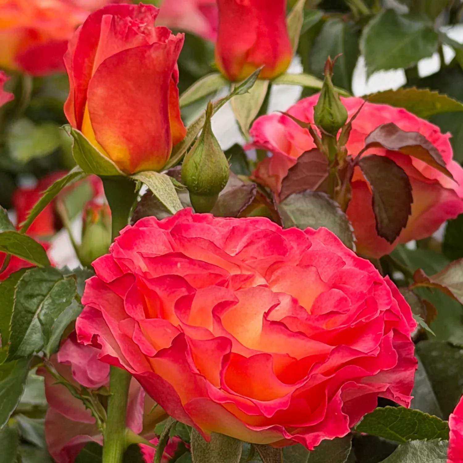 True Bloom True Sincerity Floribunda Rose