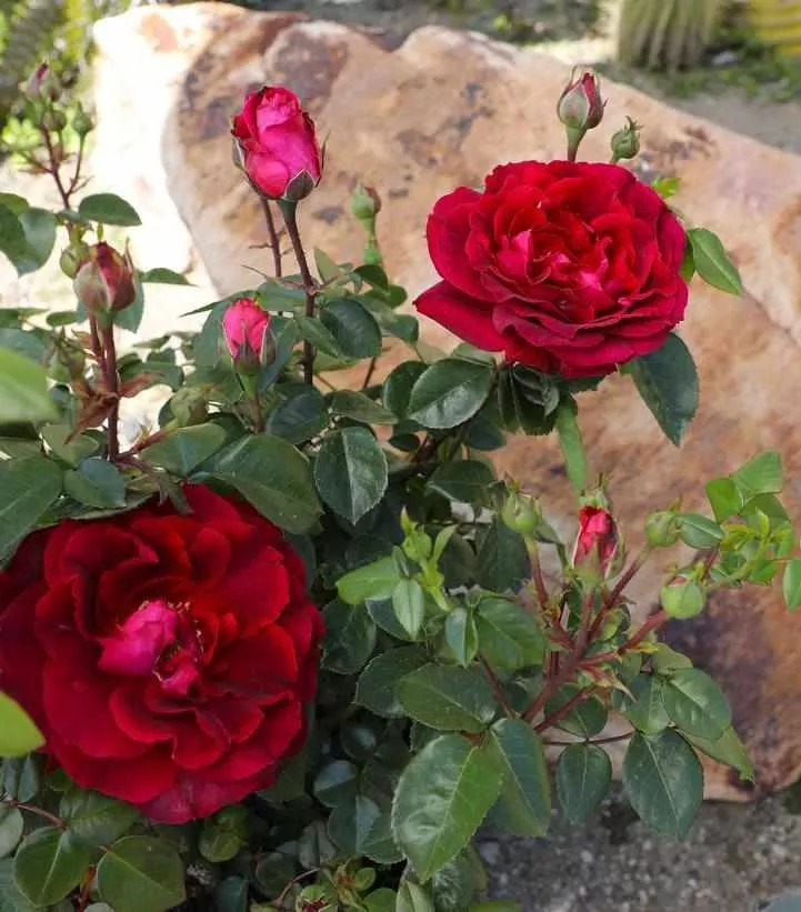 True Bloom True Spirit Hybrid Tea Rose
