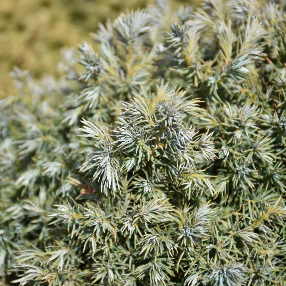 True Blue Dwarf Moss Falsecypress