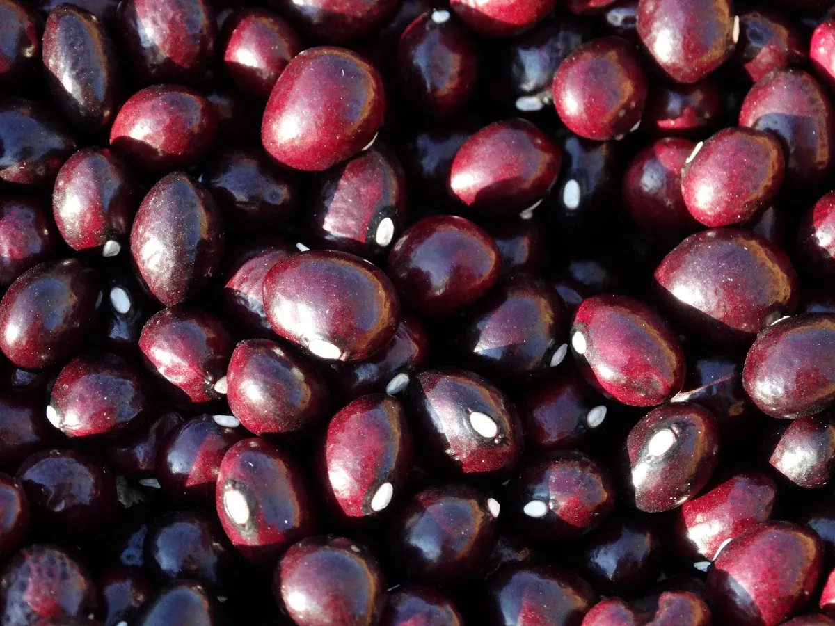 True Cranberry Bean