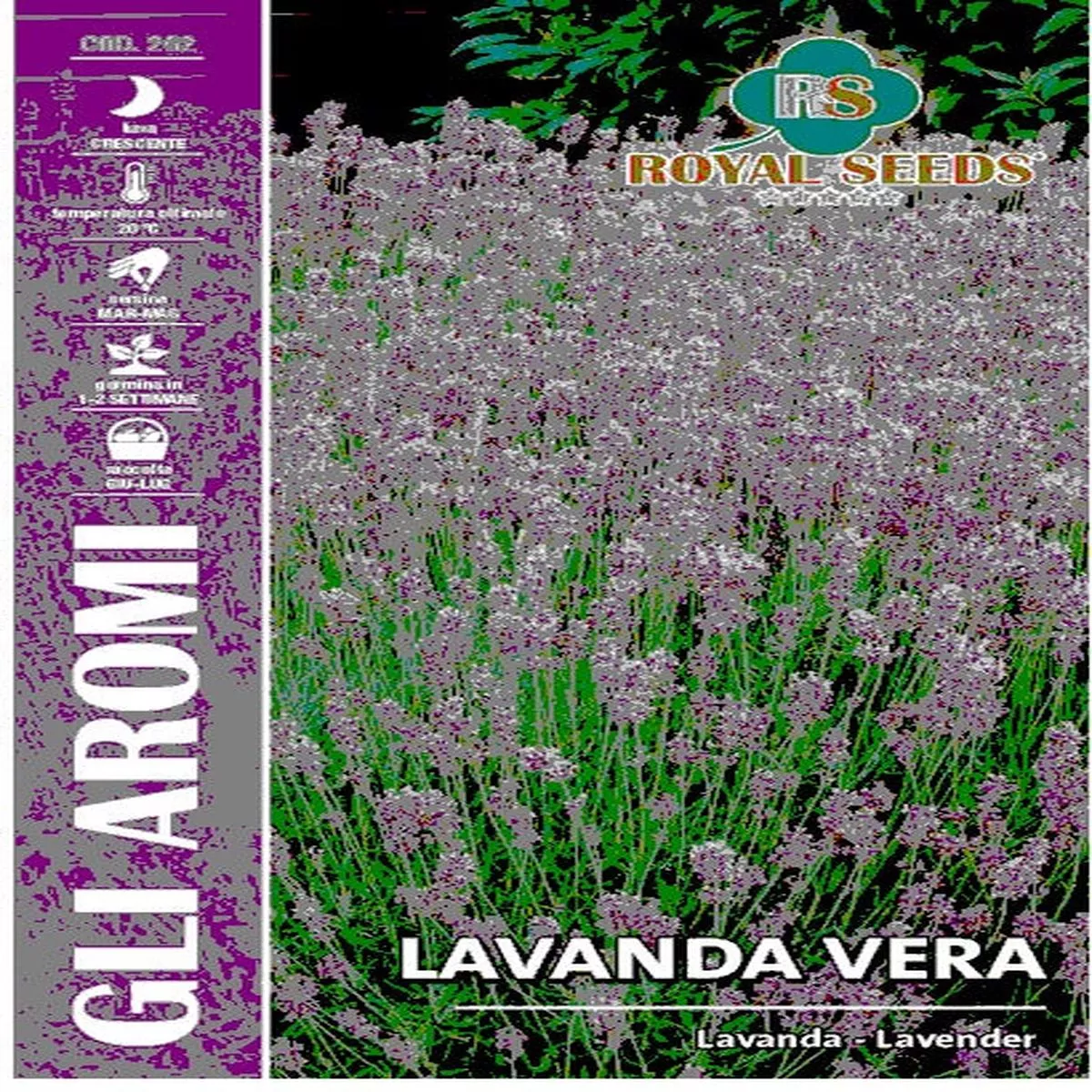 True Lavender Vera – Royal Seed RYMA87/1 – COD.262