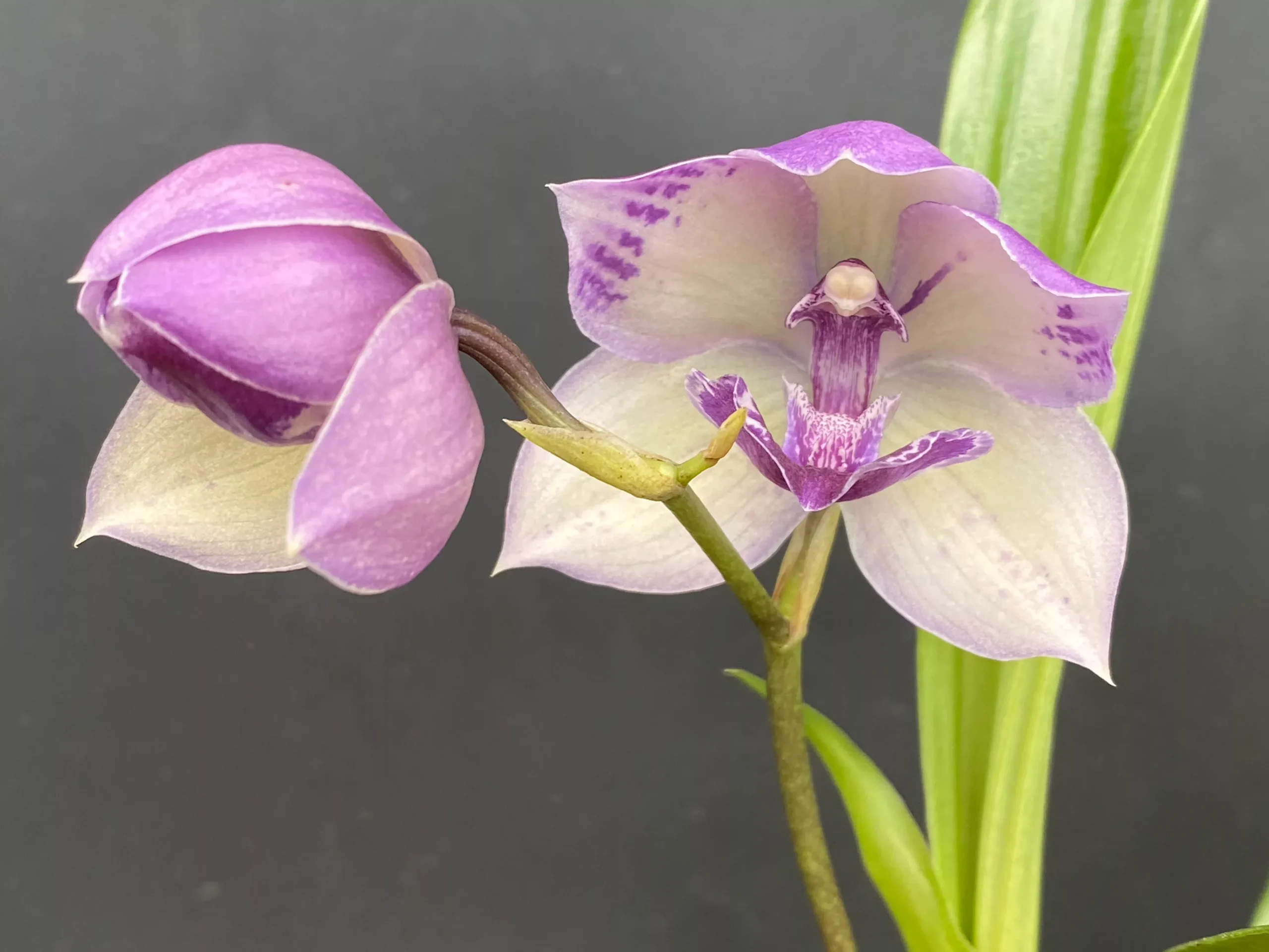 Tsubotaara (Tst.) Melinda Marie 'Blue Fairy'
