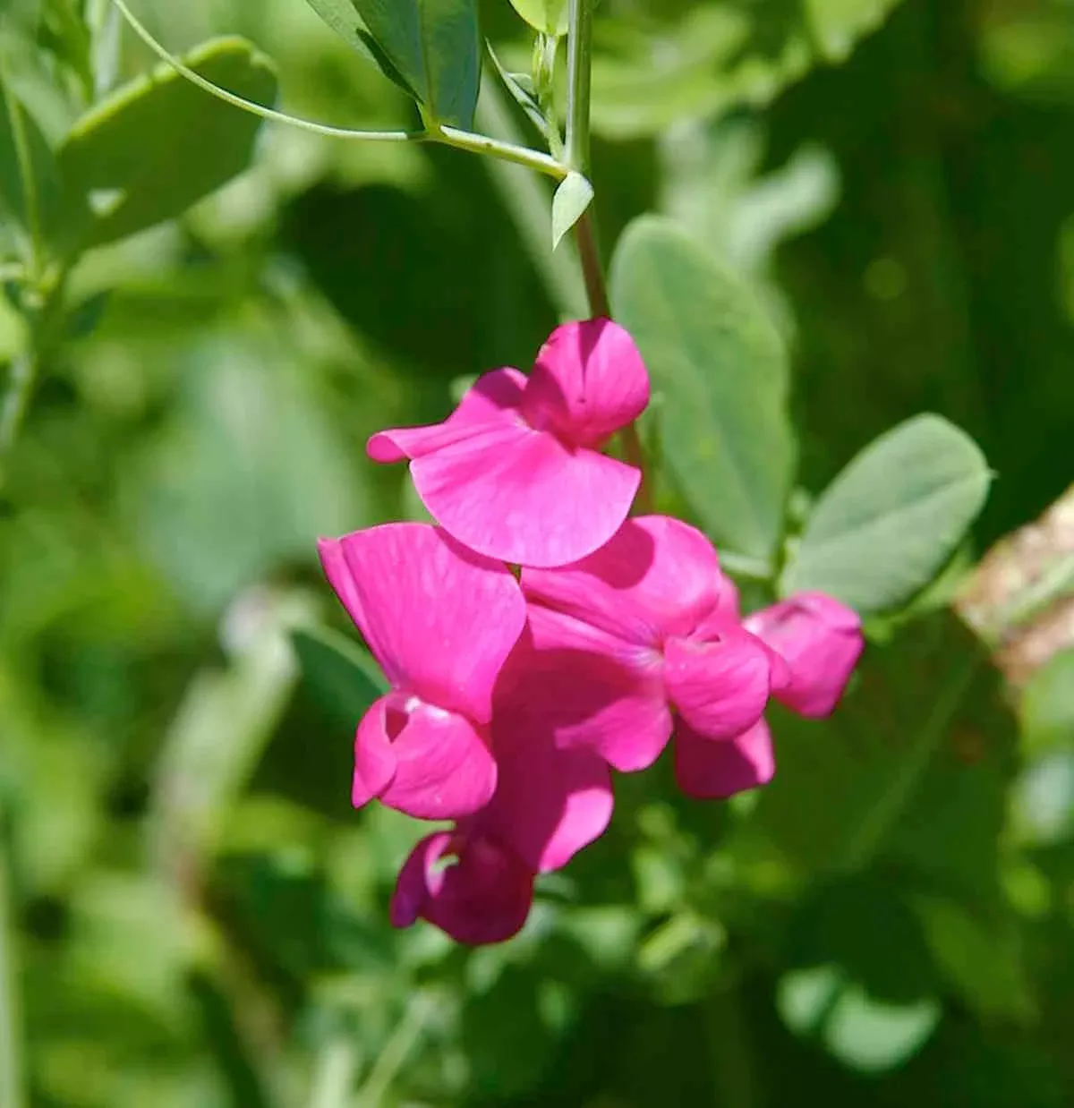 Tuberous Sweetpea