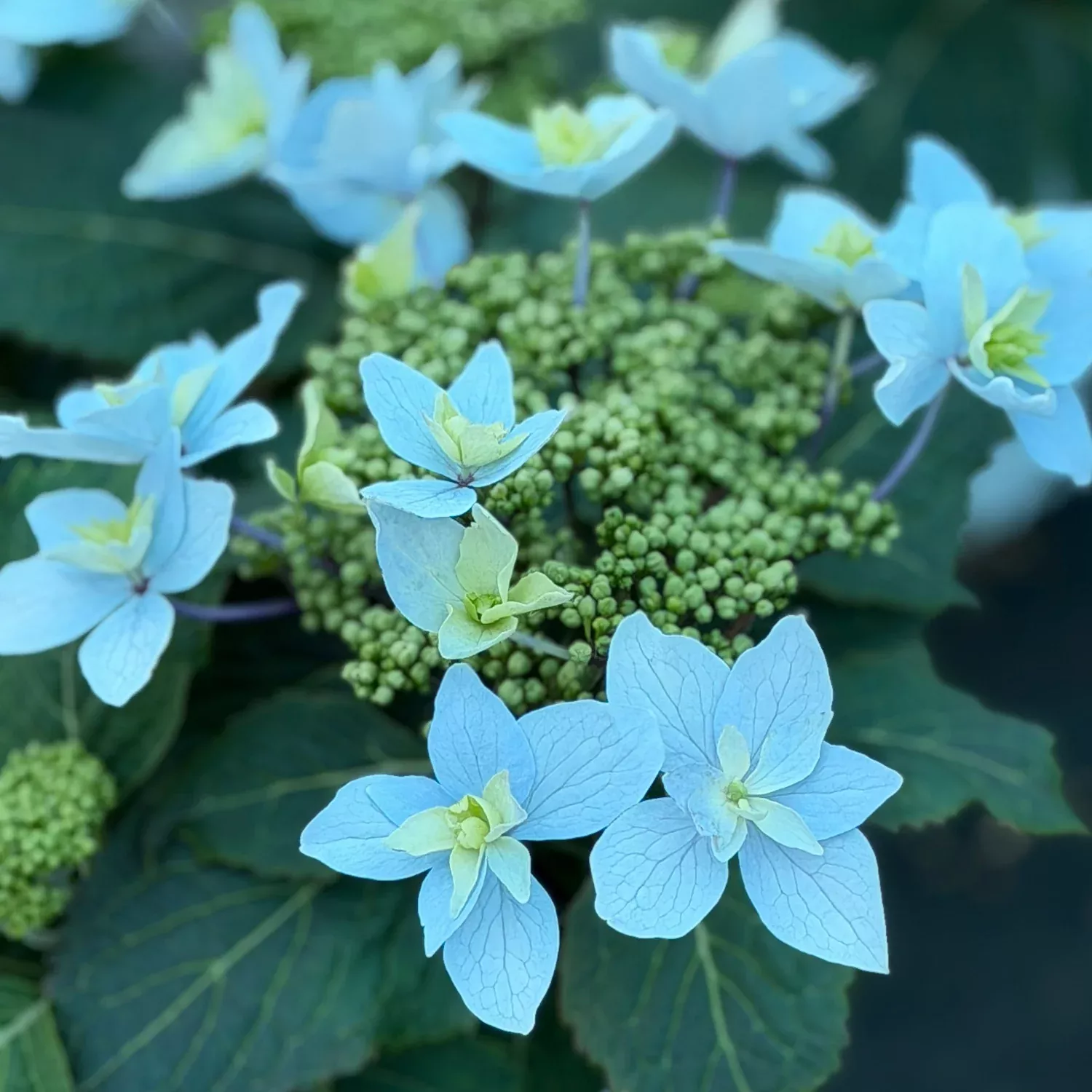 Tuff Stuff Ah-Ha Reblooming Mountain Hydrangea