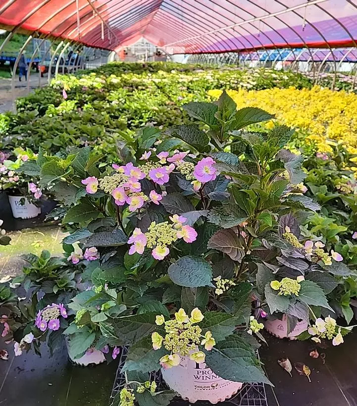 Tuff Stuff Reblooming Mountain Hydrangea