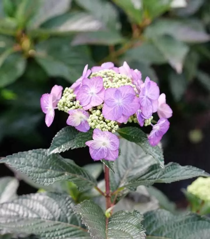 Tuff Stuff Top Fun Mountain Hydrangea