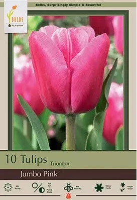 Tulip 'Jumbo Pink'