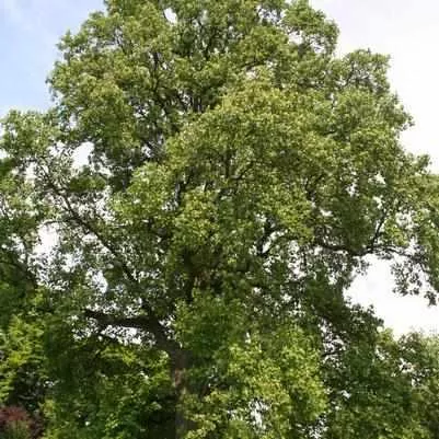 Tulip Tree