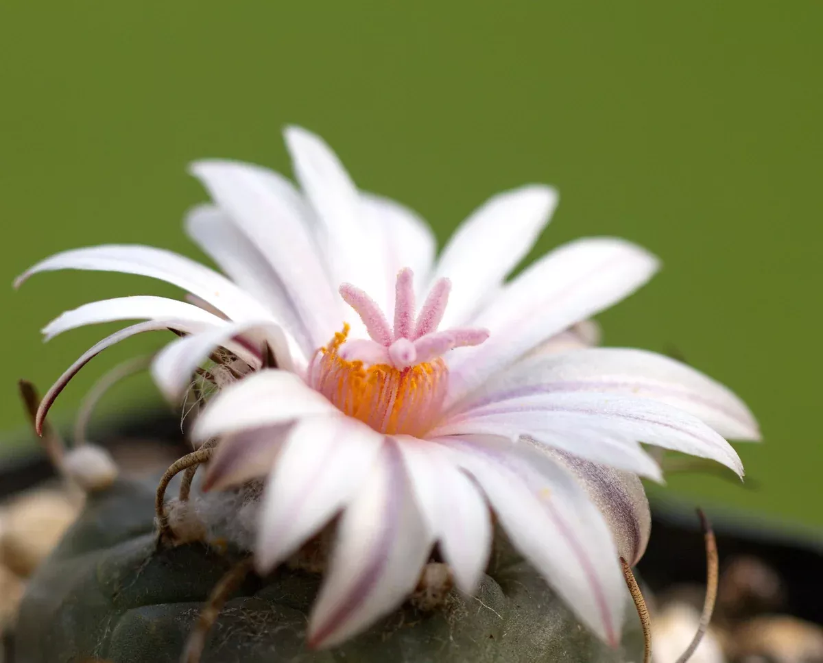Turbinicarpus schmiedickeanus v. polaskii 25 Seeds