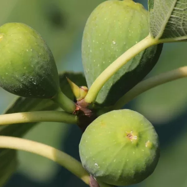 Turkish Fig