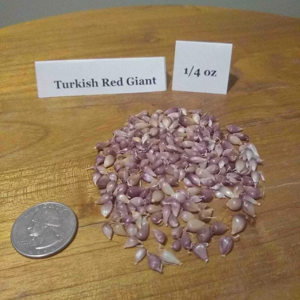 Turkish Red Giant