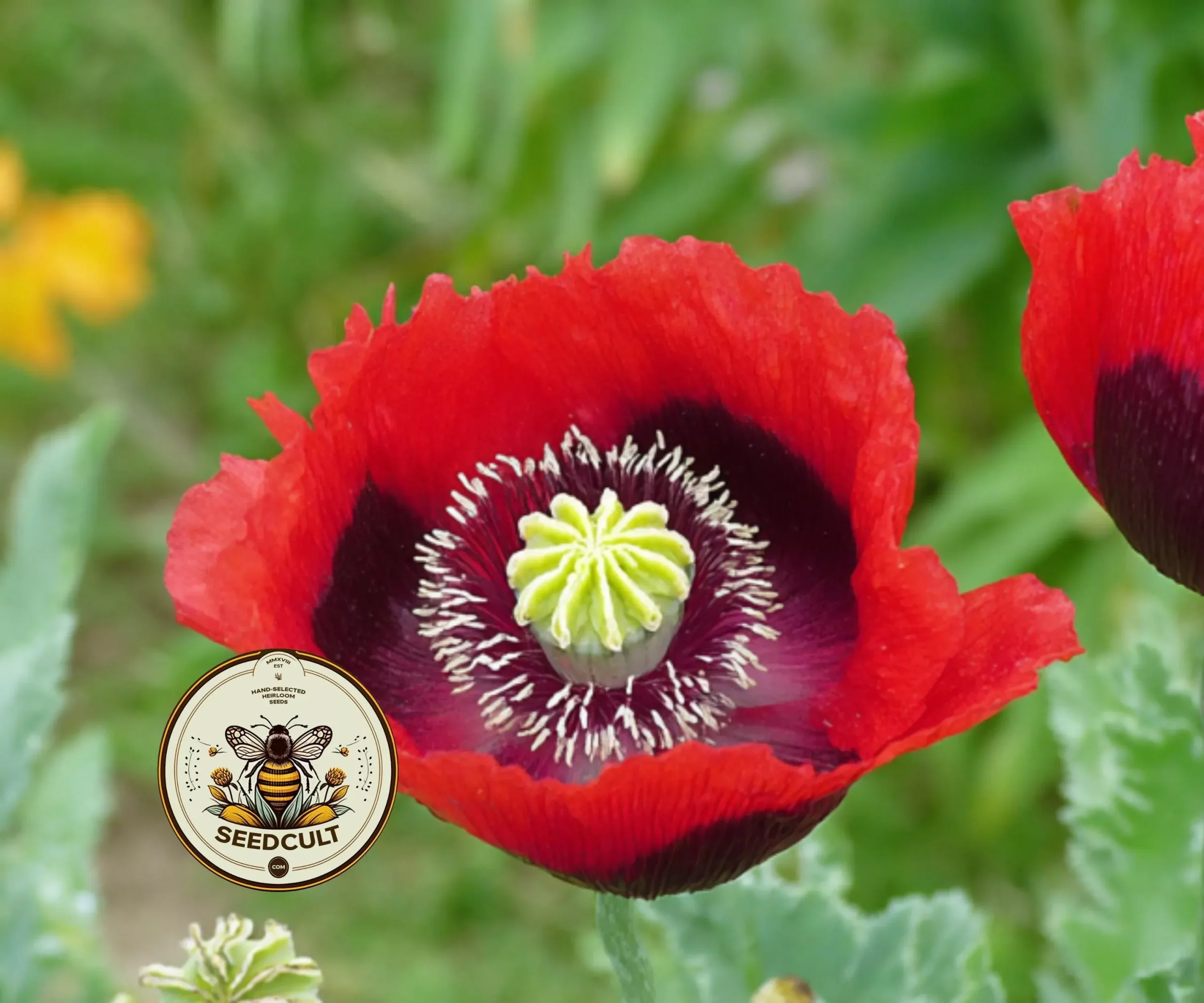 TURKISH RED POPPY