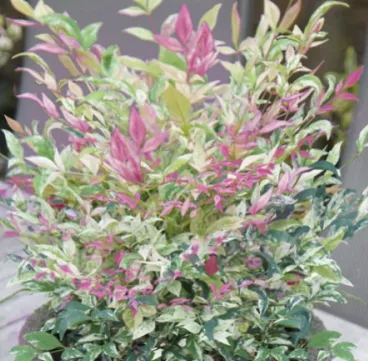 Twilight Nandina