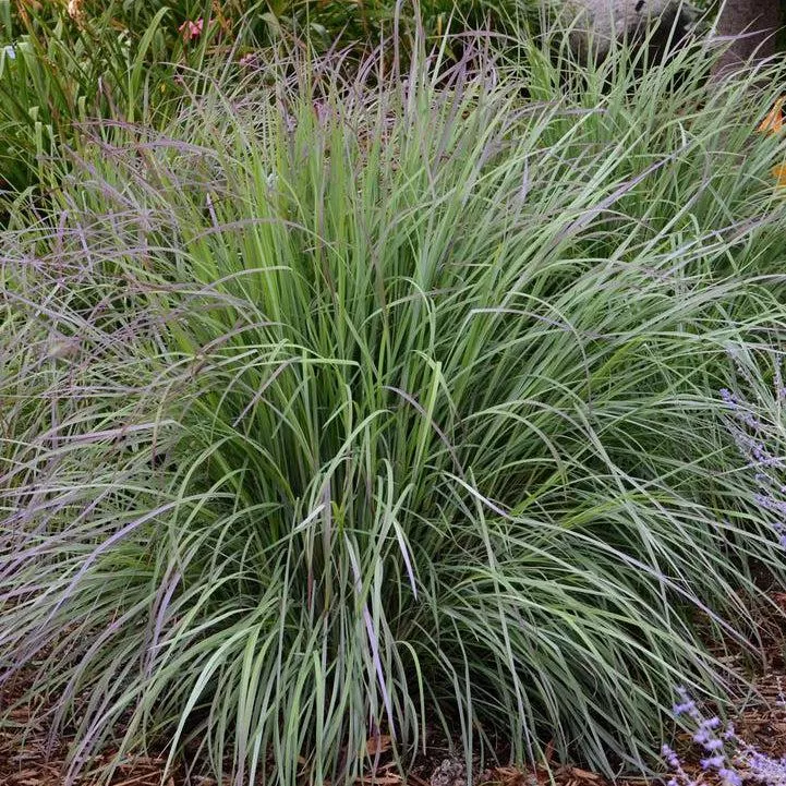 Twilight Zone Little Bluestem