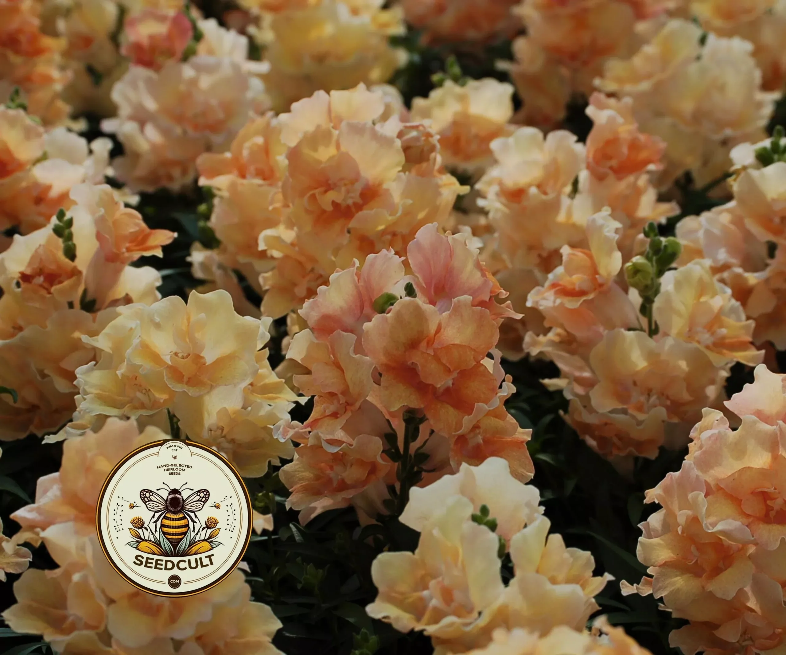 TWINNY Peach Snapdragon