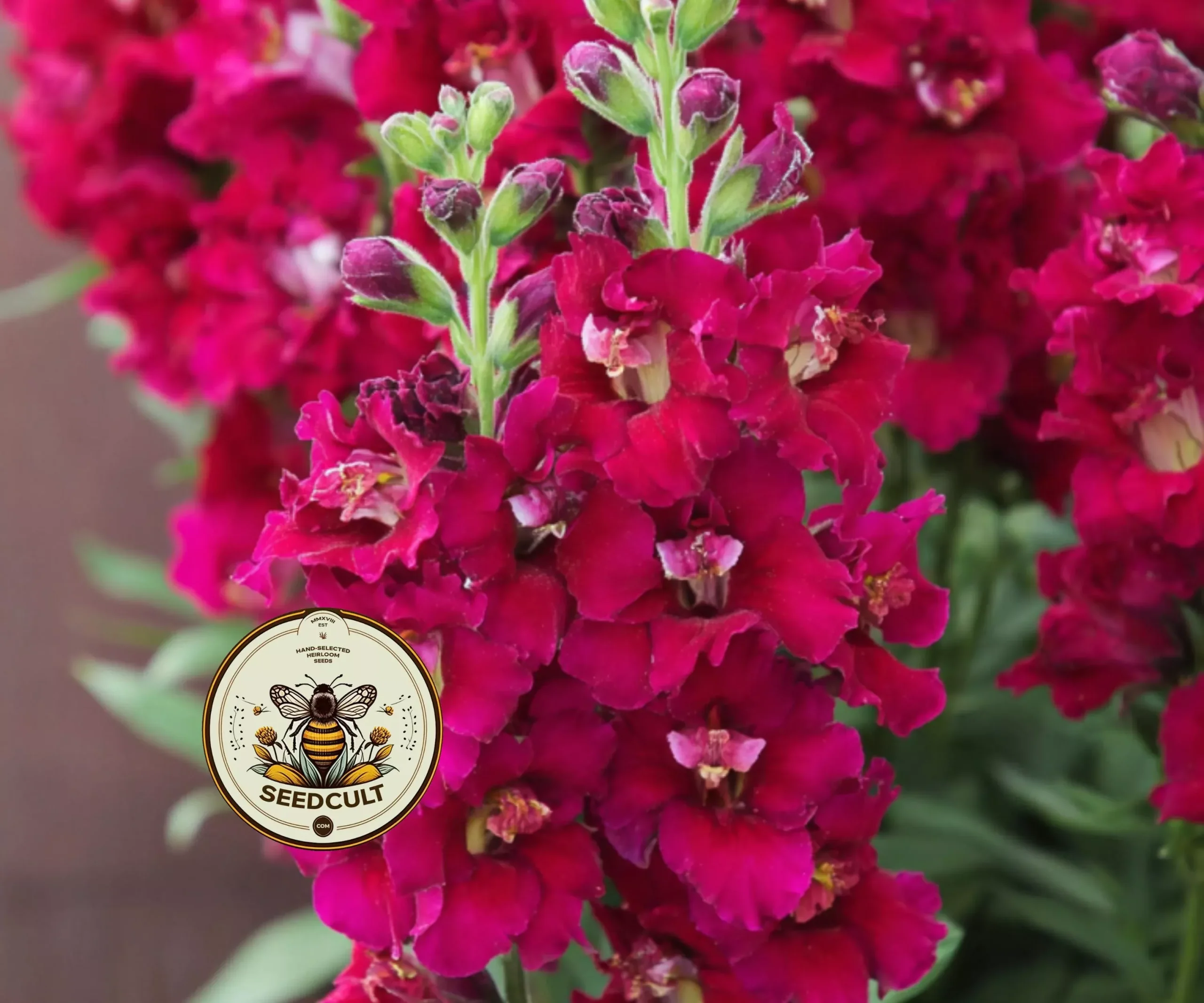 Twinny Violet Snapdragon